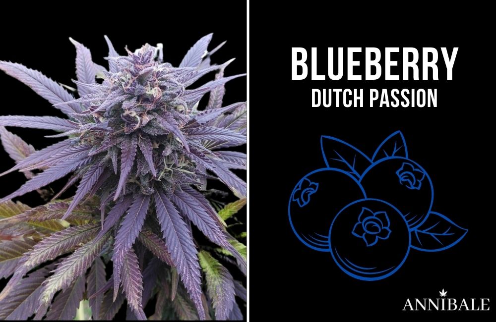 Top 10 Best Cannabis Indica Blueberry Dutch Passion