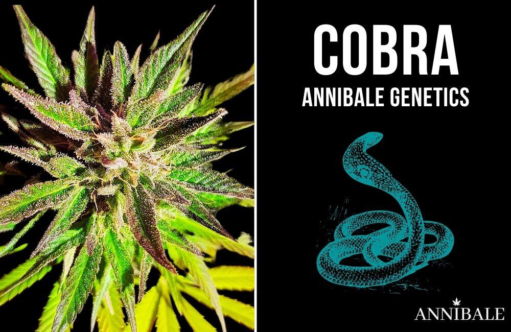 Top 10 Best Cannabis Indica cobra annibale genetics
