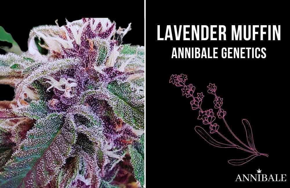 Lavender Muffin F1 annibale genetics annibale seeshop