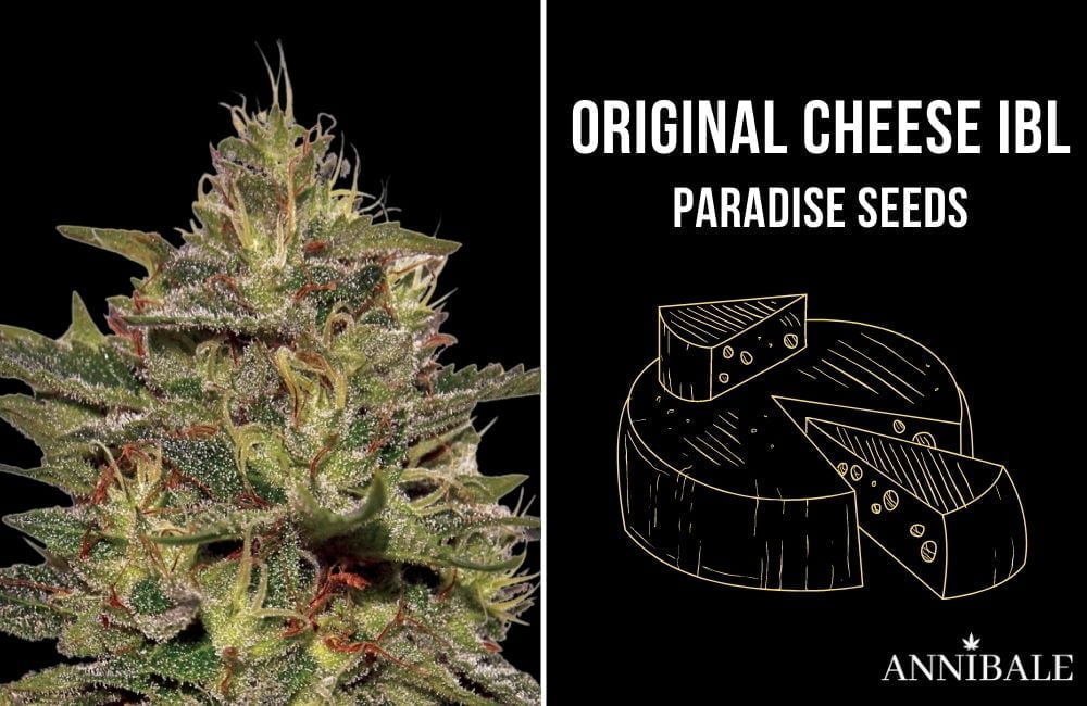 Top 10 Best Cannabis Indica original cheese ibl paradise seeds