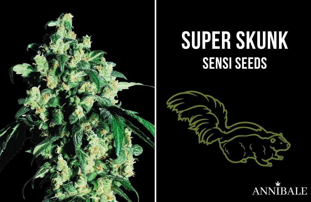 Top 10 Best Cannabis Indica super skunk sensi seeds