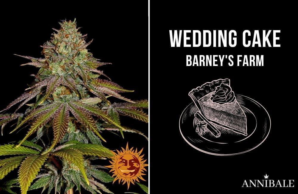 Top 10 Best Cannabis Indica Wedding Cake Barney's Farm