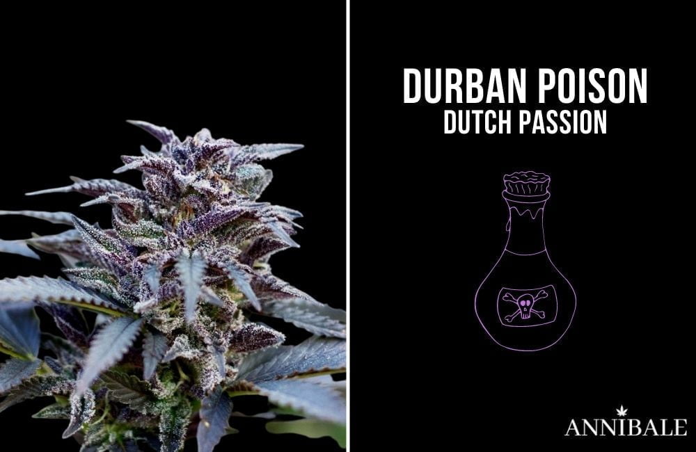 top 10 migliori semi di cannabis sativa durban poison dutch passion