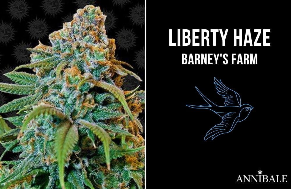 liberty haze barney's farm