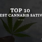 Top 10 Migliori semi di Cannabis Sativa 2021