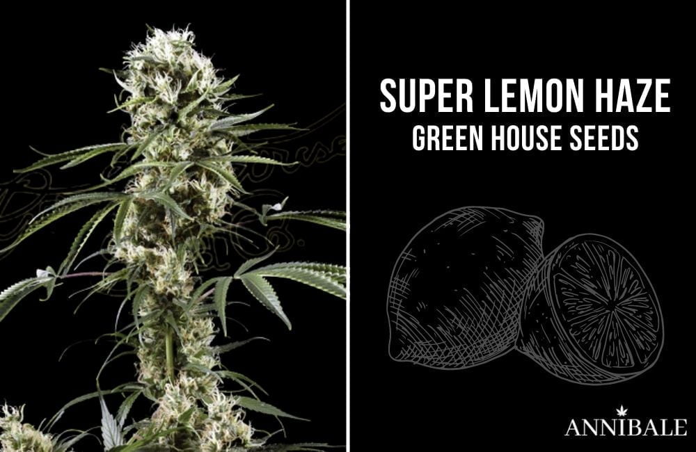 top 10 migliori semi di cannabis sativa 2021 super lemon haze green house