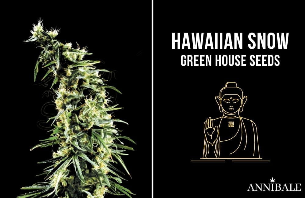 top 10 migliori semi di cannabis sativa 2021 hawaiian snow green house seeds