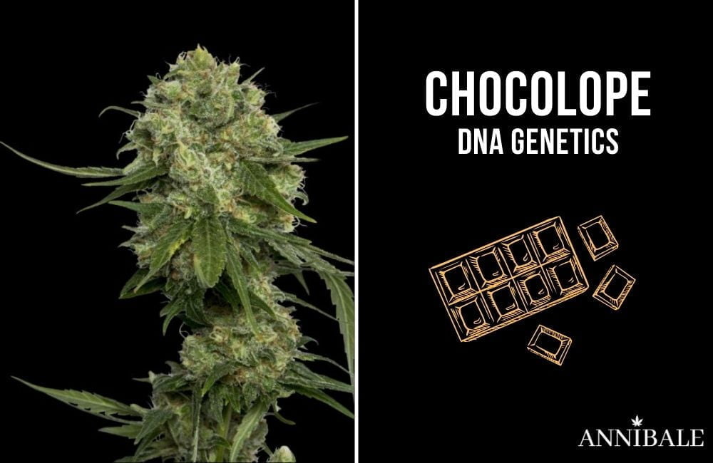 top 10 migliori semi di cannabis sativa chocolope dna genetics