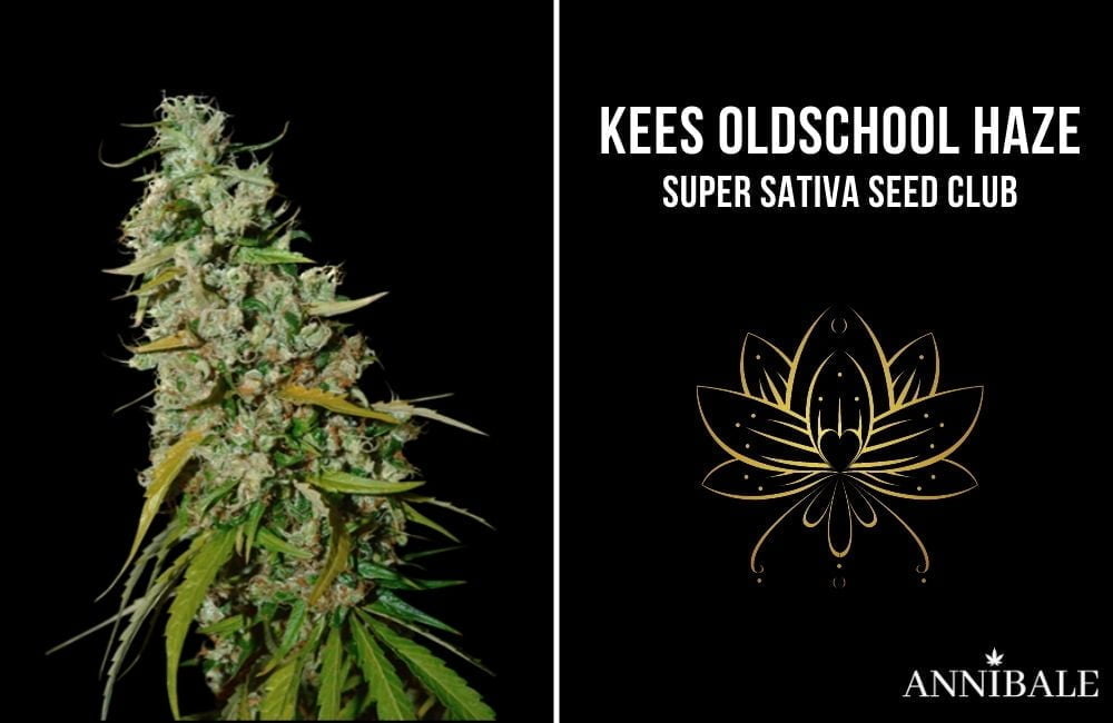 kees oldschool haze super sativa seed club