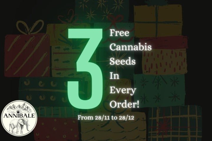 free cannabis seeds 2021