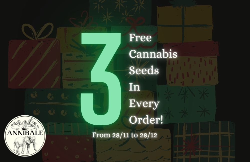 free cannabis seeds 2021