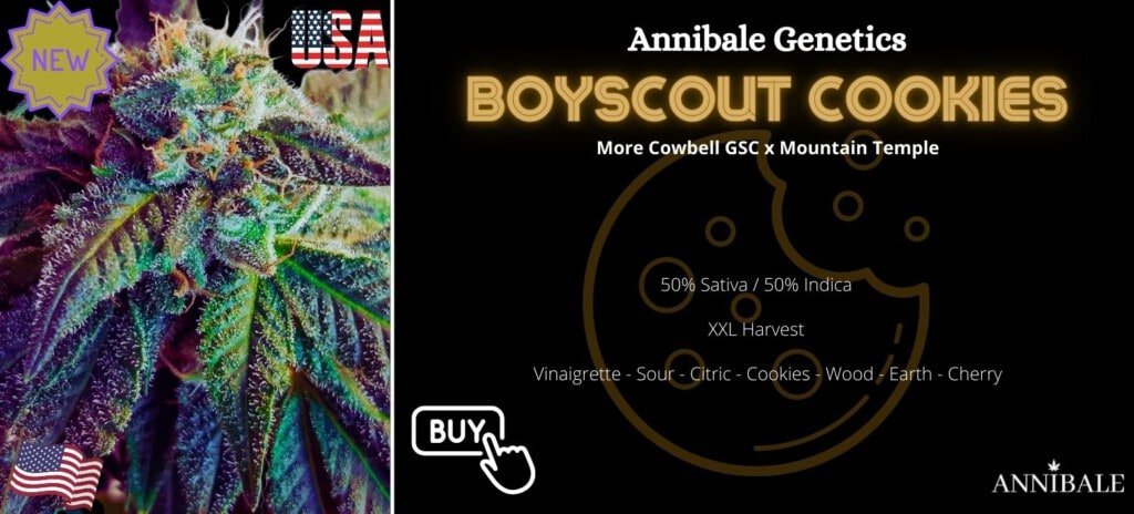 Boyscout Cookies Annibale Genetics Annibale Seedshop (1)