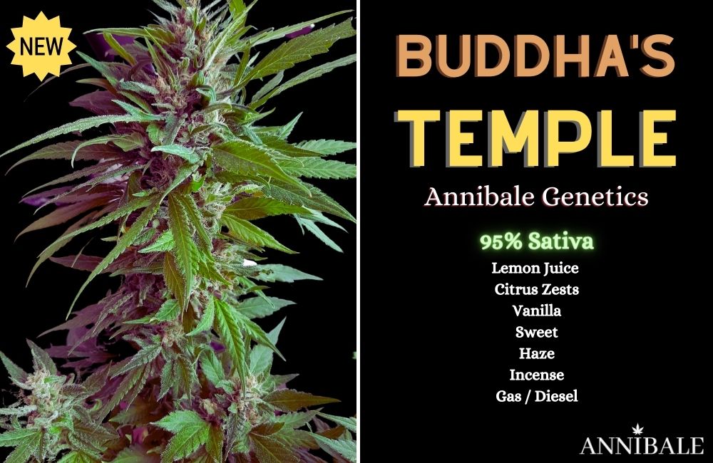 buddha's temple annibale genetics top 10 cannabis seeds sativa