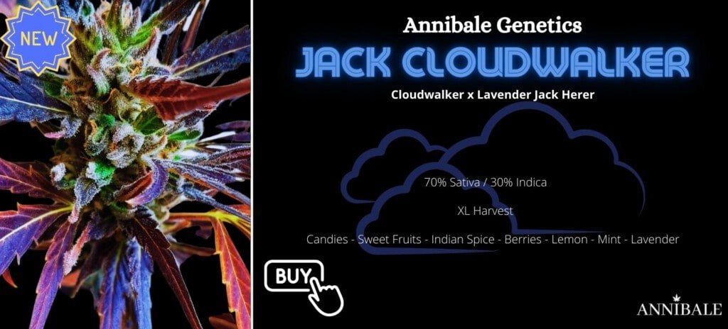 Jack Cloudwalker Annibale Genetics Annibale Seedshop