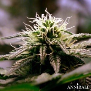 lemon chemical f1 - annibale genetics (1)