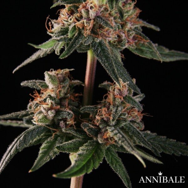 Lemon Zkittly F1 Annibale Genetics