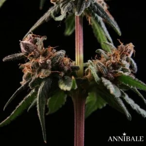 Lemon Zkittly F1 Annibale Genetics