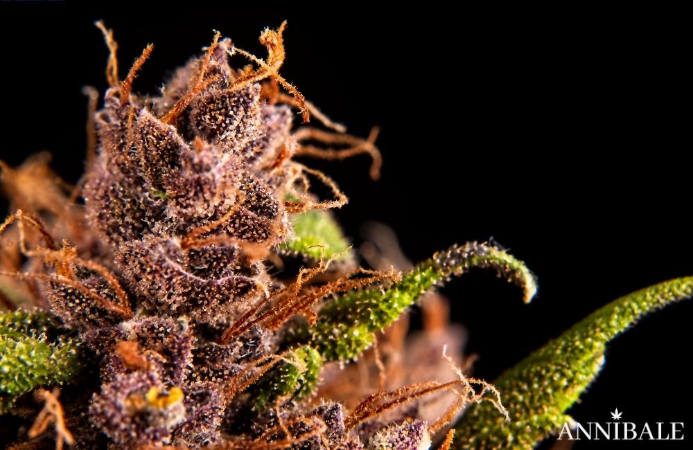 Top 10 Cannabis Indica seeds