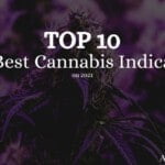 top 10 best cannabis indica seeds