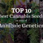 top 10 cannabis seeds of annibale genetics 2021 annibale seedshop