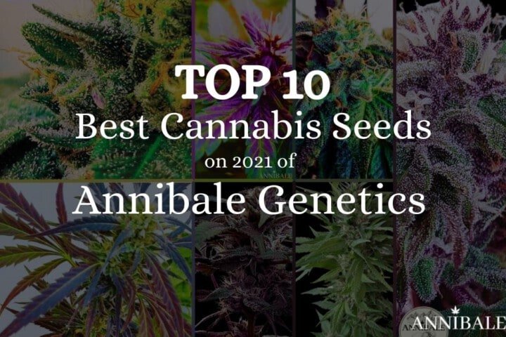 top 10 cannabis seeds of annibale genetics 2021 annibale seedshop