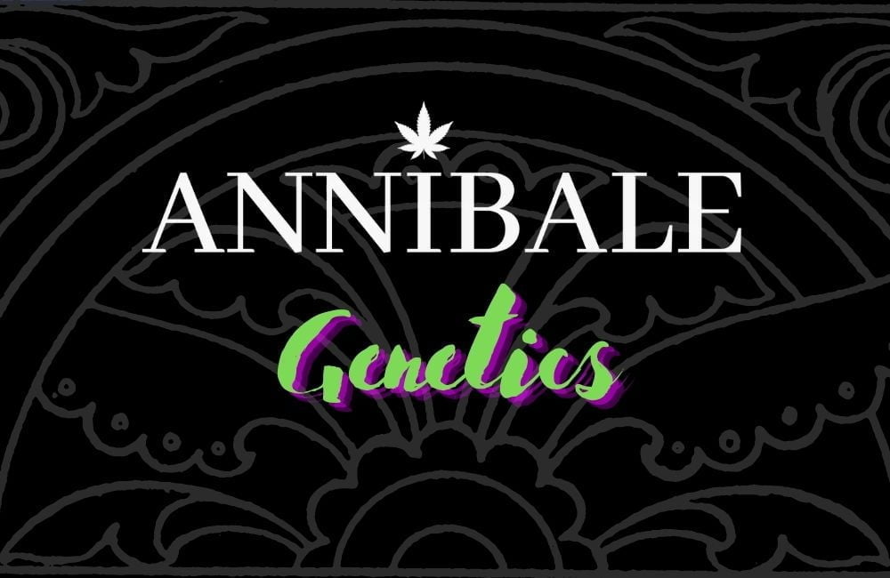 Top 10 Cannabis seeds annibale genetics annibale seedshop