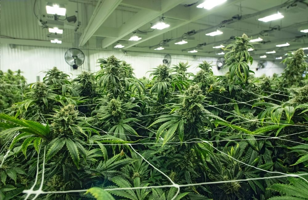 cannabis indoor migliori semi 2021 annibale genetics annibale seedshop