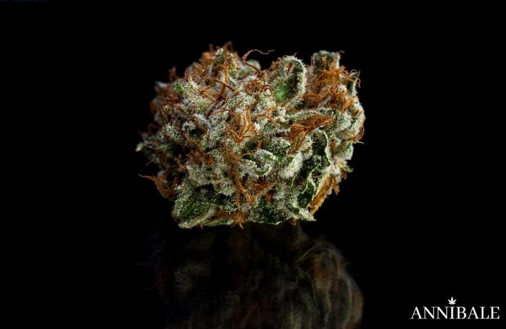 Top 10 Cannabis Seeds Annibale Genetics Marijuana Bud