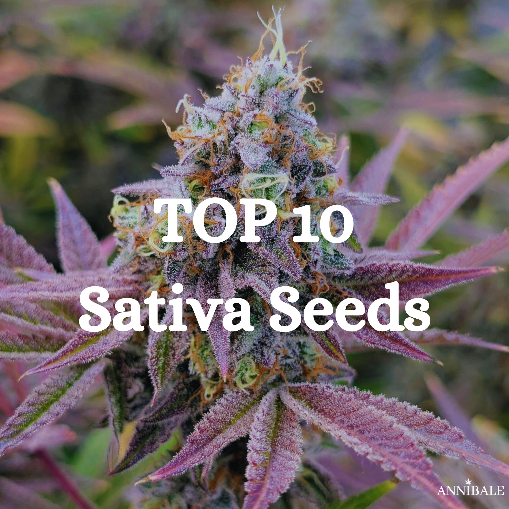 Top 10 Best Sativa Cannabis Seeds (2026) - Annibale Seedshop