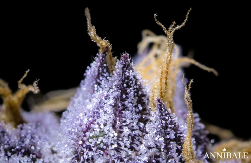 cannabis-femmina-annibale-seedshop