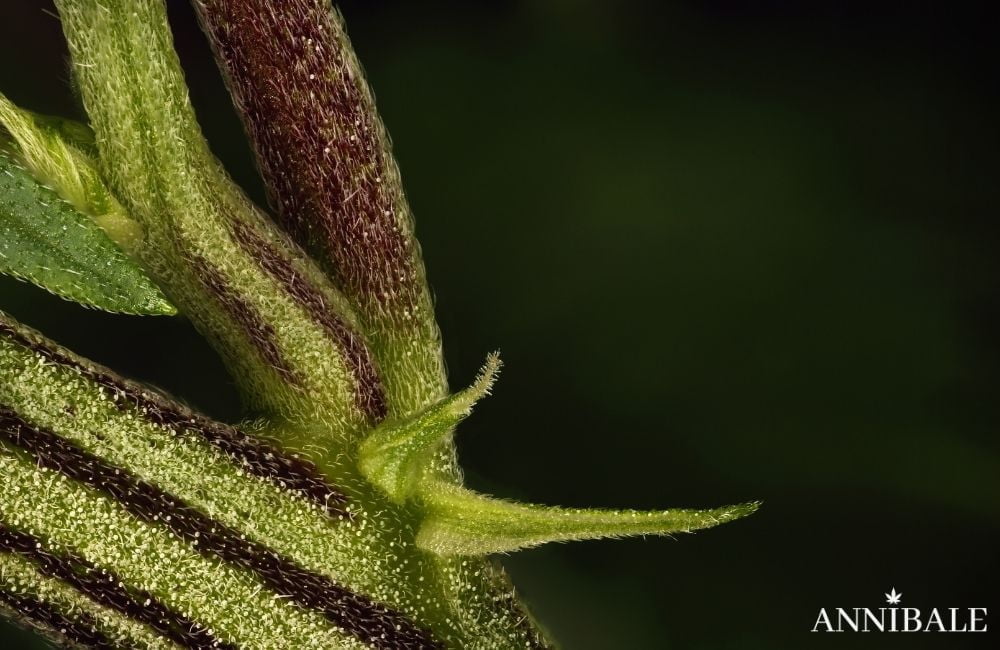 pianta-di-marijuana-femmina-prefiore-annibale-seedshop