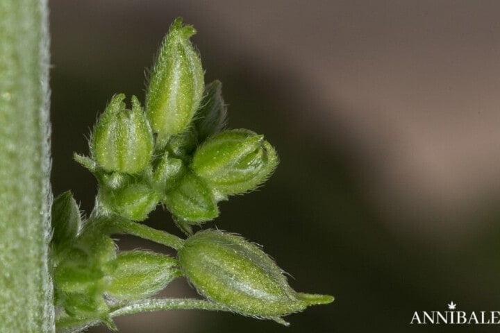 cannabis-femmina-vs-maschio-annibale-seedshop (1)