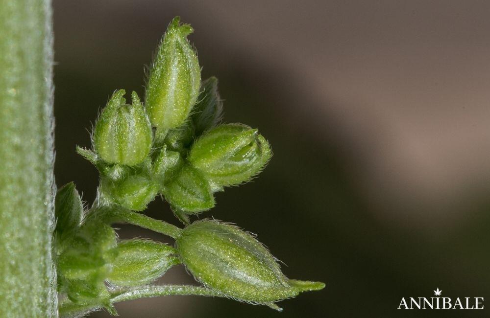 cannabis-femmina-vs-maschio-annibale-seedshop (1)