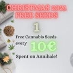 christmas cannabis free seeds semi gratuiti cannabis promo (1000 x 650 px)