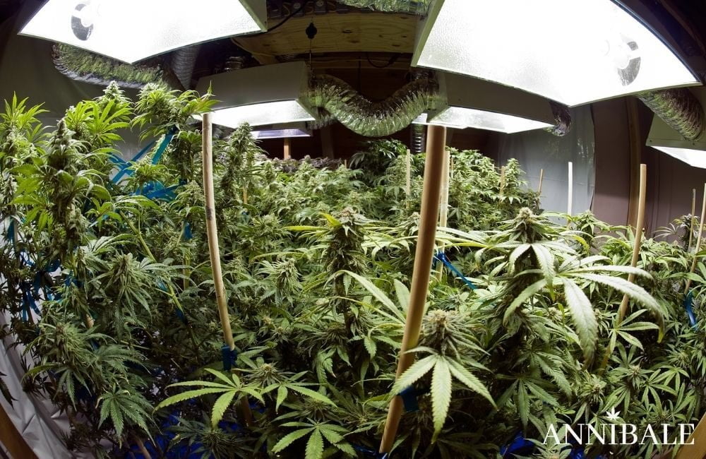 Annibale Seedshop Cannabis Cmh Grow Lamp Indoor