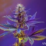 Annibale Seedshop Cannabis Grow Lamp Indoor