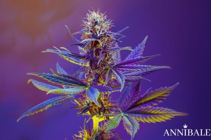 Annibale Seedshop Cannabis Grow Lamp Indoor