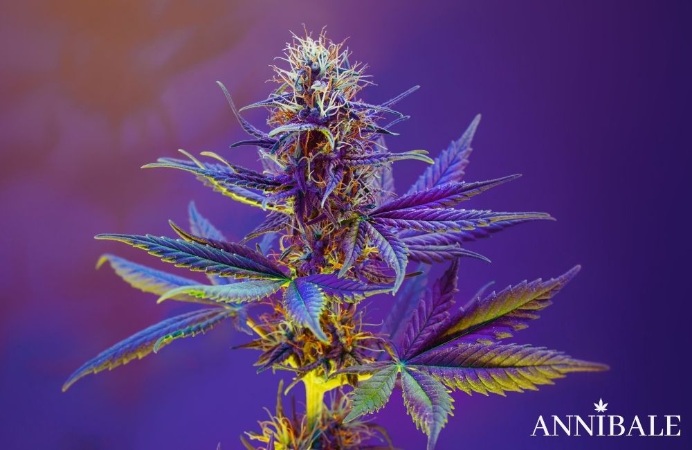 Annibale Seedshop Cannabis Grow Lamp Indoor