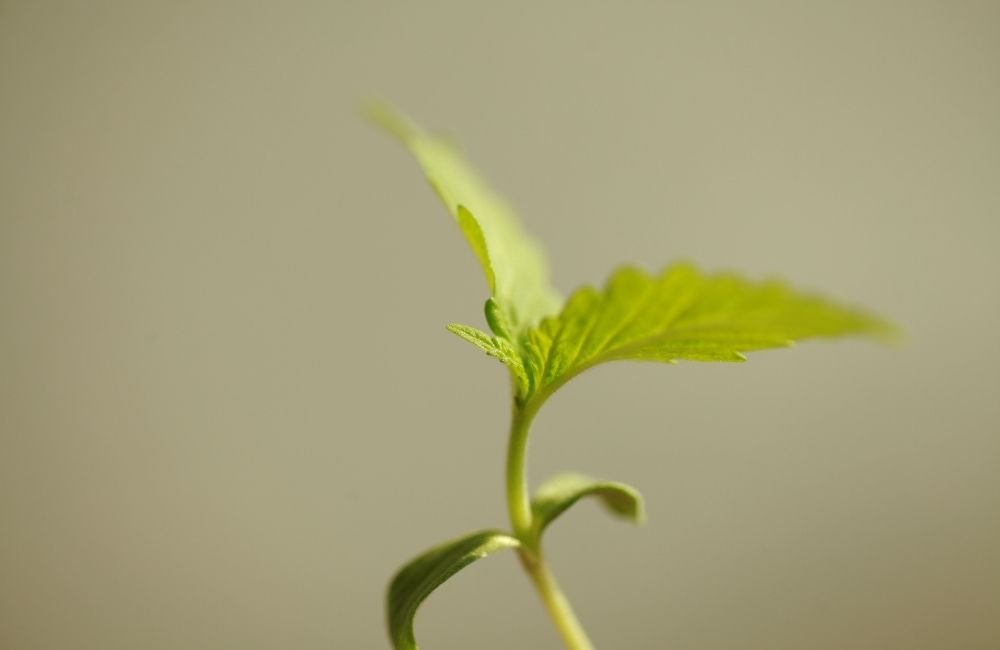 Annibale Seedshop germination stage cannabis marijuana