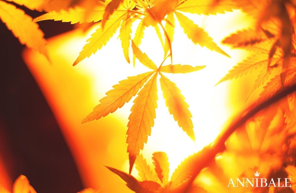 Annibale Seedshop Hps Lampade Da Coltivazione Di Cannabis Indoor