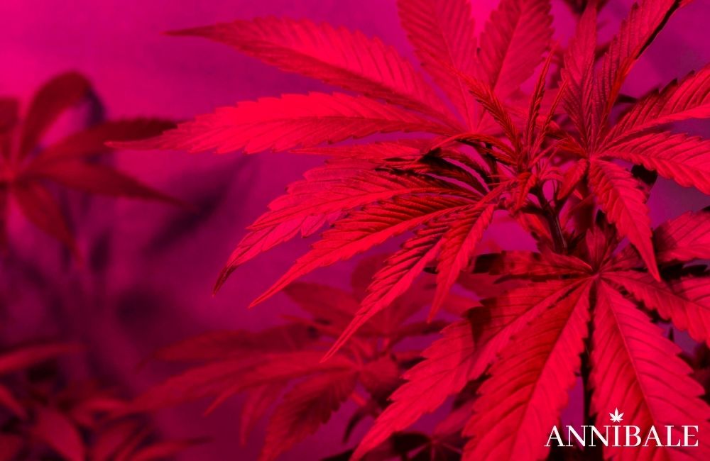 Annibale Seedshop Lampade Da Coltivazione Di Cannabis Indoor