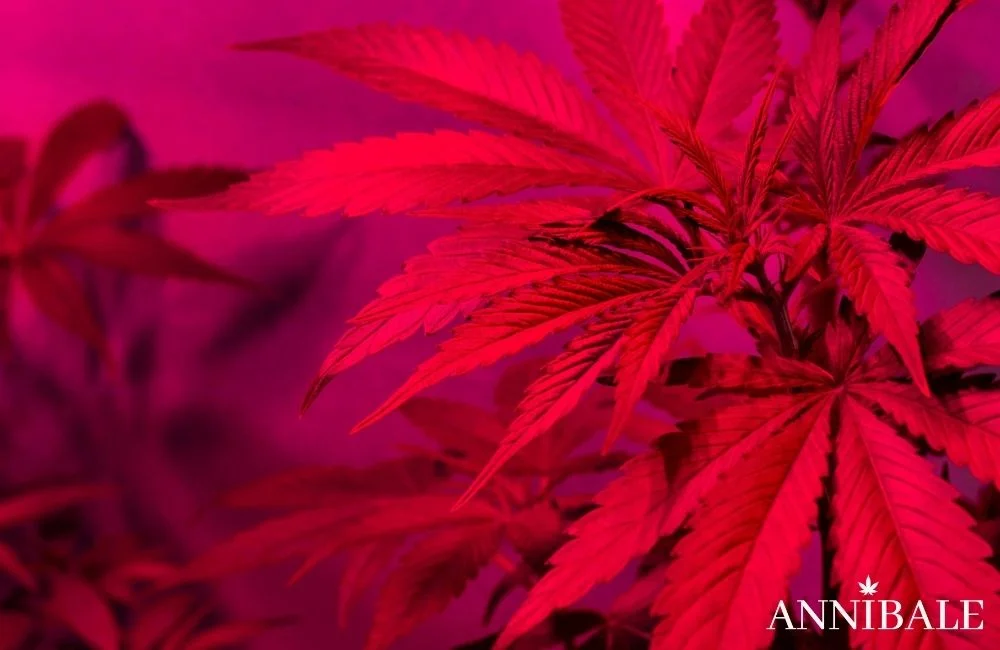 Annibale Seedshop Lampade Da Coltivazione Di Cannabis Indoor