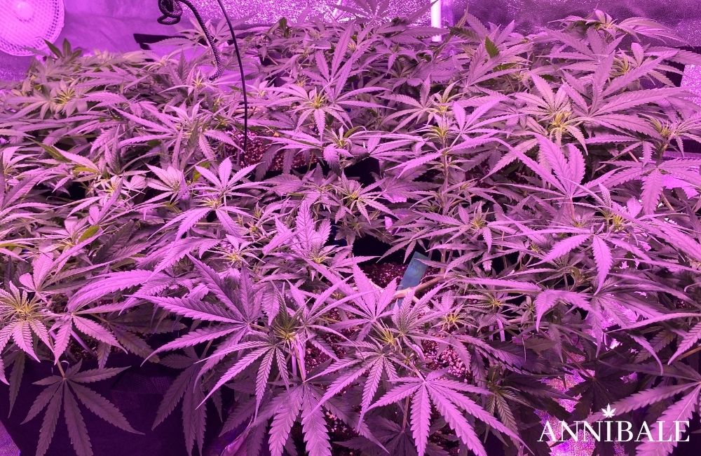 Annibale Seedshop Led Cannabis Grow Lamp Indoor