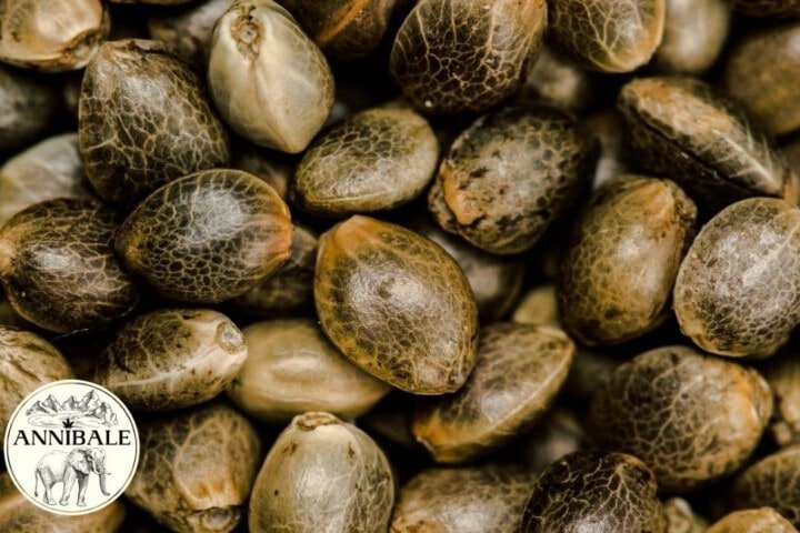 Free Cannabis Seeds 2023 Annibale Seedshop