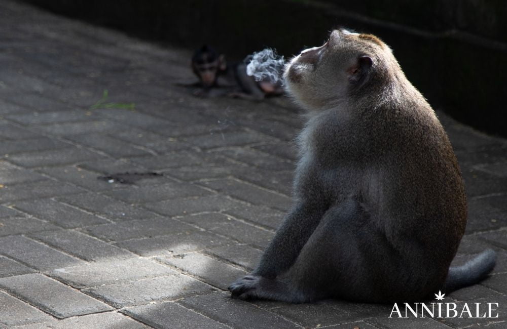 monkey-cannabis-smoking