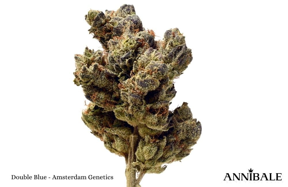 10 best cannabis seed bank 2022 amsterdam genetics