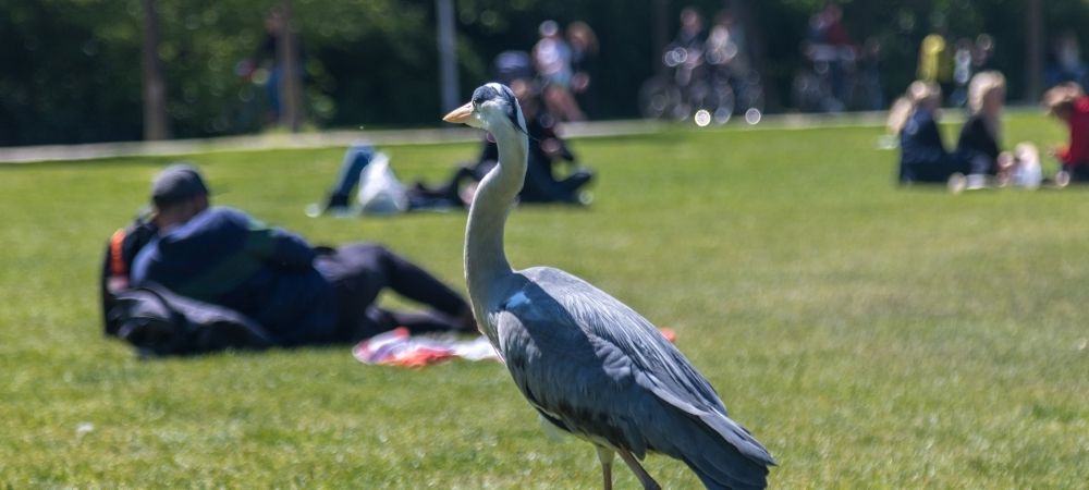 vondel park amsterdam 2022