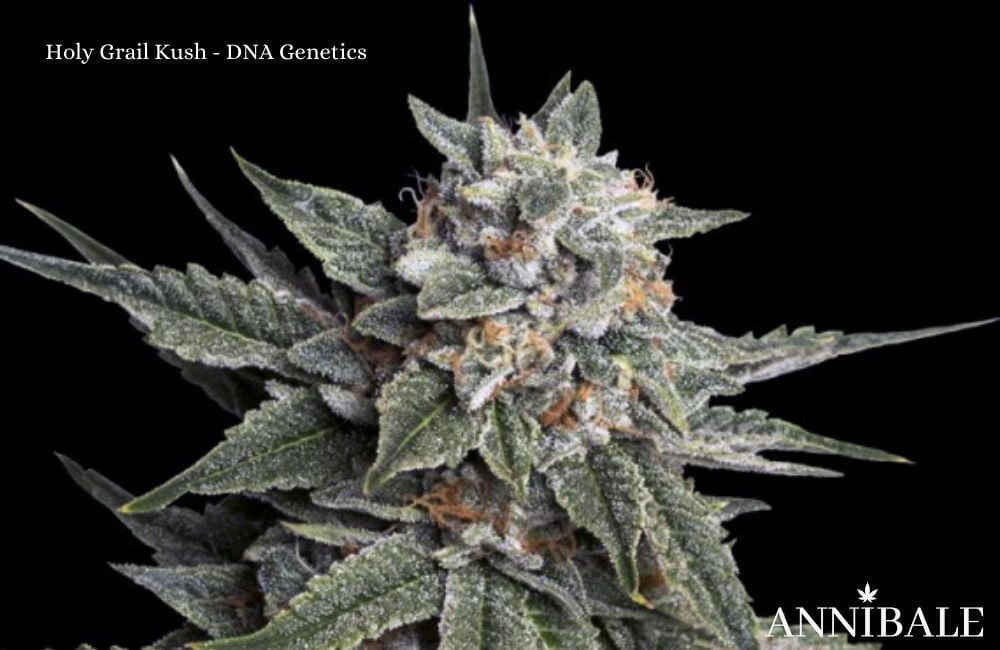 10 migliori banche di cannabis 2022 dna genetics