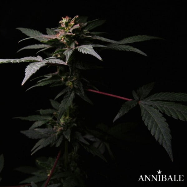 Fruit Bouquet F1 Annibale Genetics