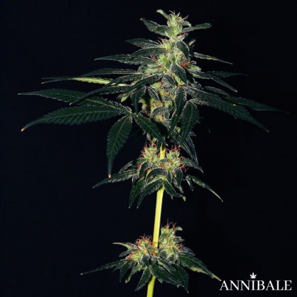 Old Sour Cookies F1 Annibale Genetics